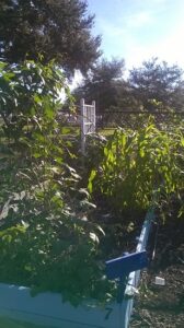 The First Feast Project, Part 6: Frustration Grows Best in the Garden Image